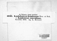 Lasiobotrys lonicerae image